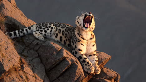 snow leopard yawning on a rocky mountain ledge