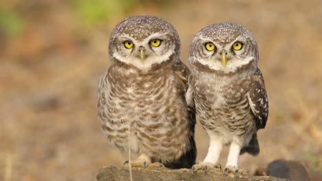 a pair of spotted owlets sit on a rock very near human habitation during early morning basking in sun , these are common to india and south east asia