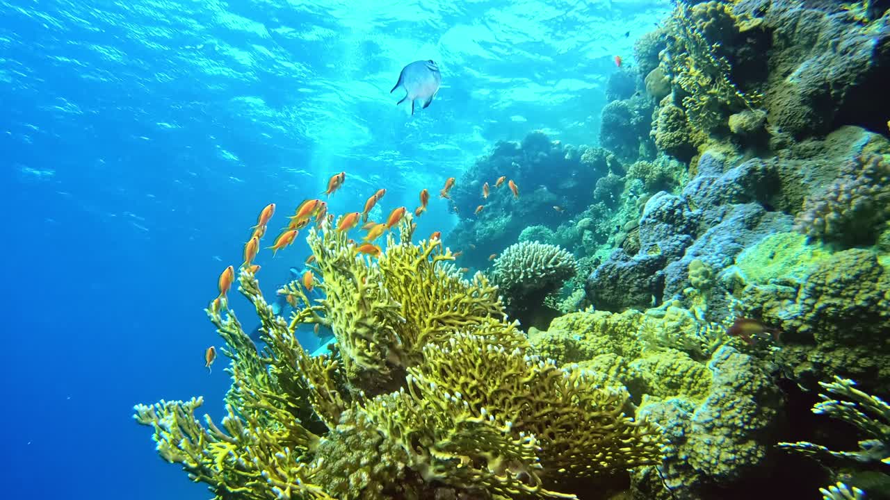 imágenes increíbles para ser visto durante el buceo