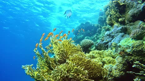 imágenes increíbles para ser visto durante el buceo