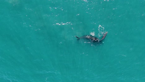 Ballenas-Jugando-En-La-Superficie-Con-Hermosos-Rayos-De-Luz-En-El-Agua---Vista-Aérea-Superior-Amplia