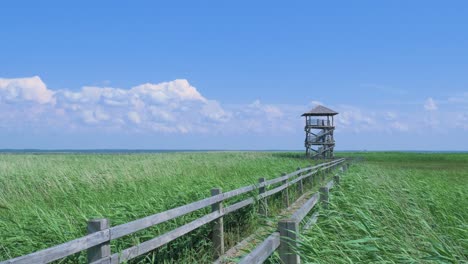 Footbridge-path-and-birdwatching-tower-at-lake-Liepaja-reed-field-in-sunny-summer-day-with-scenic-clouds,-wide-shot