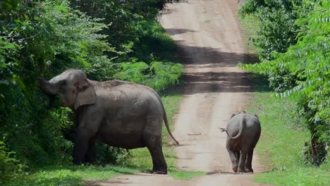 The-Asiatic-Elephants-are-endangered-species-and-they-are-also-residents-of-Thailand