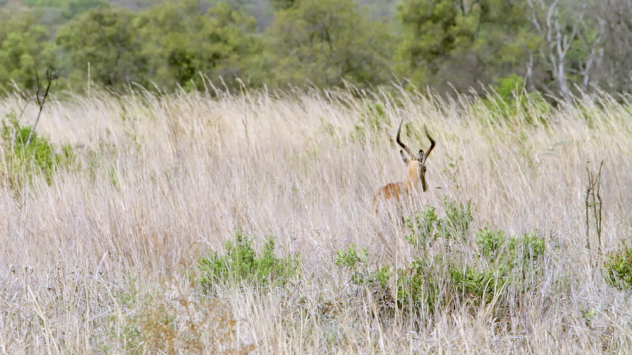 An impalas walking through the South African bush.