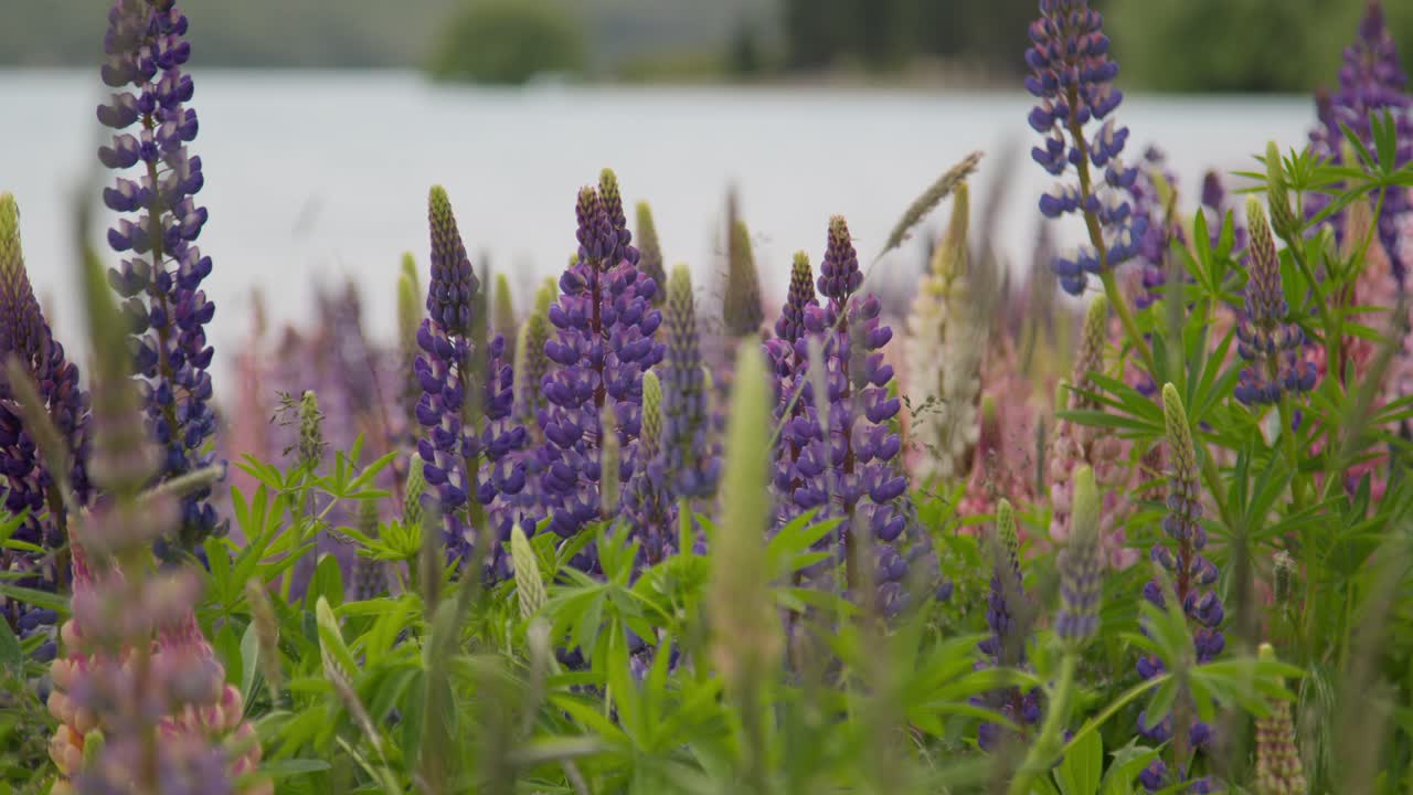 Pulling focus from a snowy mountain to colourful Lupin flowers growing next to a lake. Lake Tekapo, New Zealand