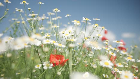 Grass-on-meadow-at-sunset