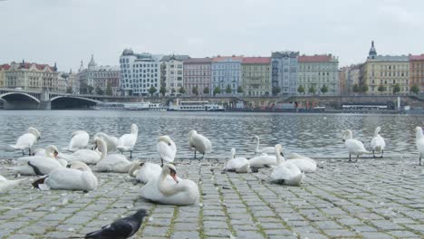 swans and birds chilling near city river