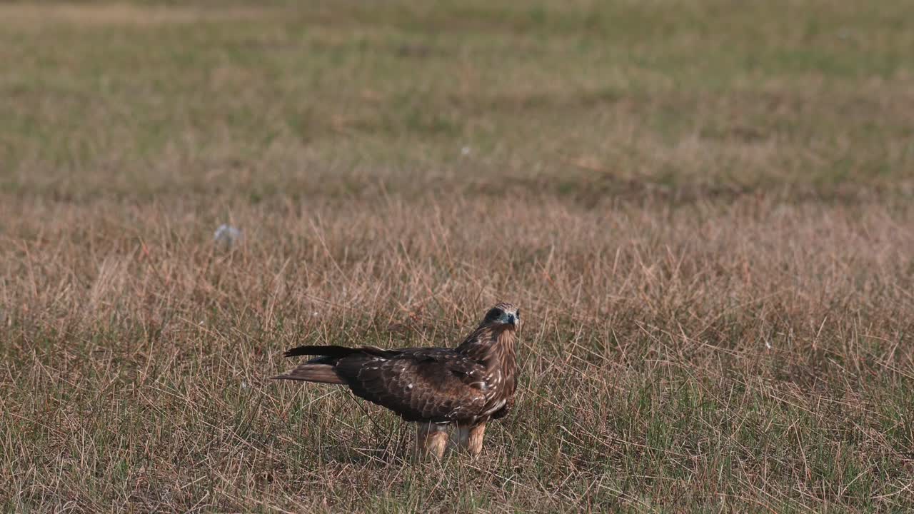 cometa de orejas negras milvus lineatus visto solo en la hierba mientras mira a otras cometas volando y luego despega hacia la derecha, pak pli, nakhon nayok, tailandia