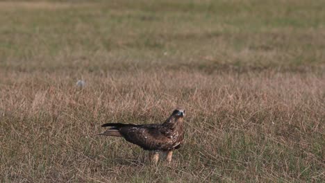 Black-eared-Kite-Milvus-lineatus-seen-on-the-grass-alone-as-it-looks-at-other-Kites-flying-around-and-then-takes-off-towards-the-right,-Pak-Pli,-Nakhon-Nayok,-Thailand