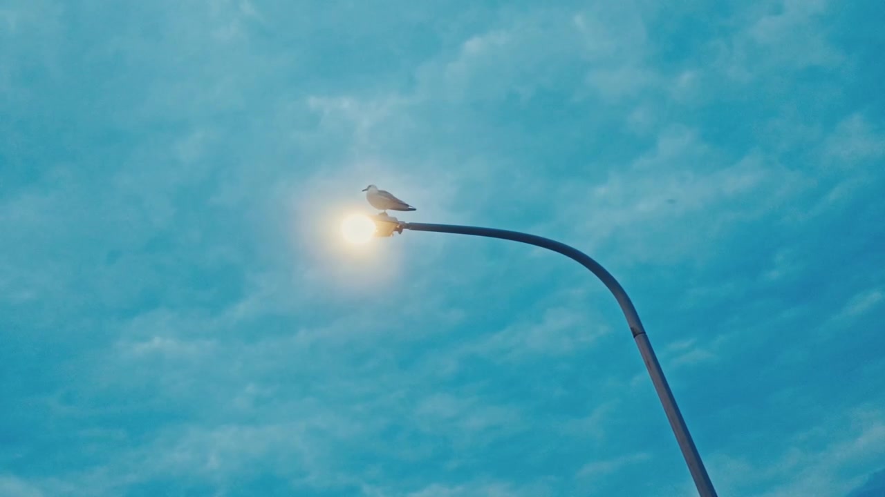 Seekor burung camar bertengger di lampu jalan dengan langit berawan biru sebagai latar belakang