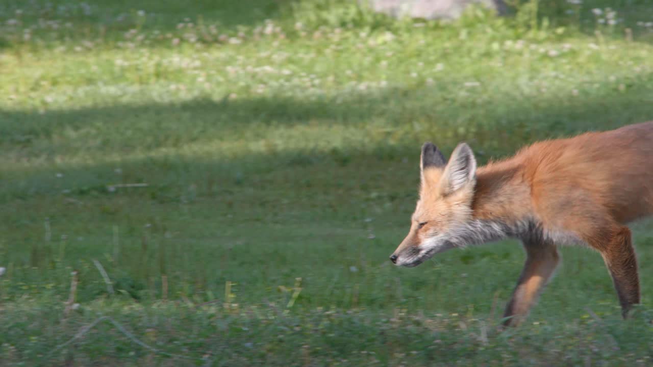 A red fox is seen running through grass and wild flowers.