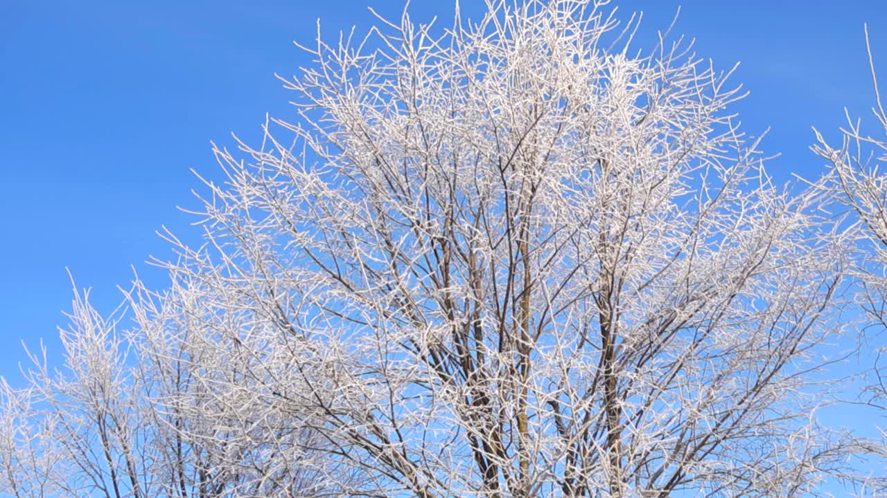 Bottom up view of a large tree covered in white ice, snow and hoar frost during winter sunny day. The bare branches are in front of a sunny gorgeous blue sky