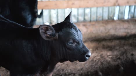 Young-calf-at-a-farm-in-Sinaia,-Romania