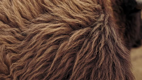 close-up of brown animal fur