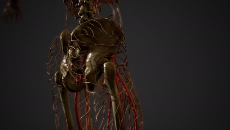 Human-body-blood-vessel-anatomy