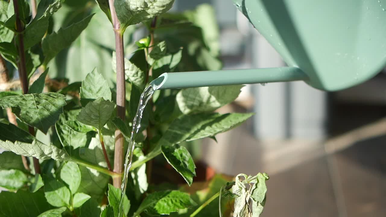 Watering a Dahlia Plant