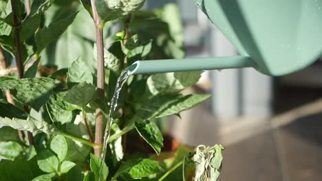watering a dahlia plant