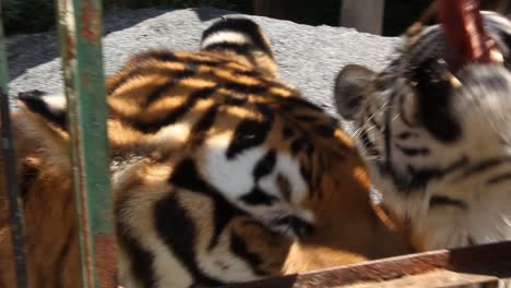 hand feeding tiger with raw meat