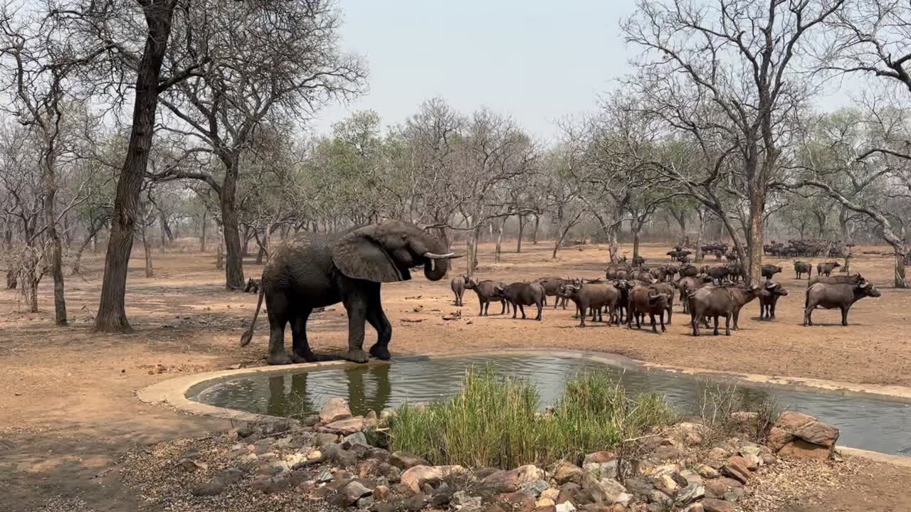 아프리카 부시 코끼리 (loxodonta africana) 는 말라위 마제테 야생 동물 보호구역에서 건조한 계절에 인공 물 구에서 물을 마시고 있습니다.