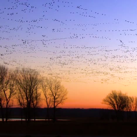thousands of birds migrate across a wetland marsh region in north america 1