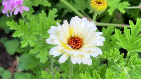 Leuchtend-Gelbe-Und-Weiße-Blüten-Blühen-Inmitten-üppiger-Grüner-Blätter