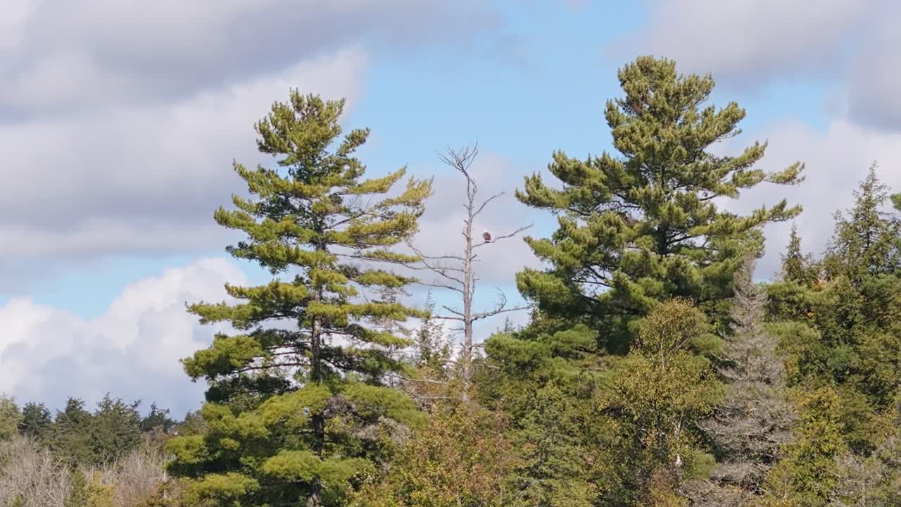 A majestic bald eagle perched atop a tall, leafless tree surrounded by lush green pine trees. The bright blue sky and scattered clouds provide a stunning natural backdrop.