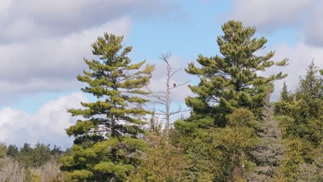 a majestic bald eagle perched atop a tall, leafless tree surrounded by lush green pine trees. the bright blue sky and scattered clouds provide a stunning natural backdrop.