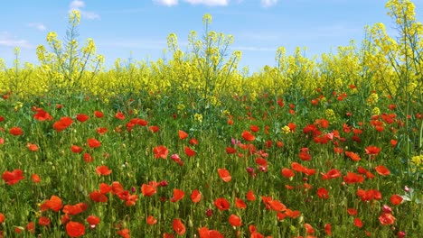 field of wild poppies red and yellow flowers with sunny blue sky background rapeseed cultivation on the costa brava of spain