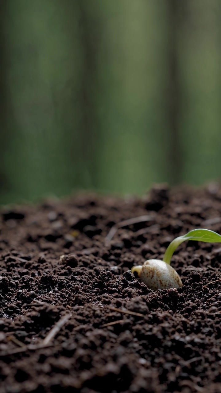 Piccolo seme che germoglia e cresce in terreno fertile