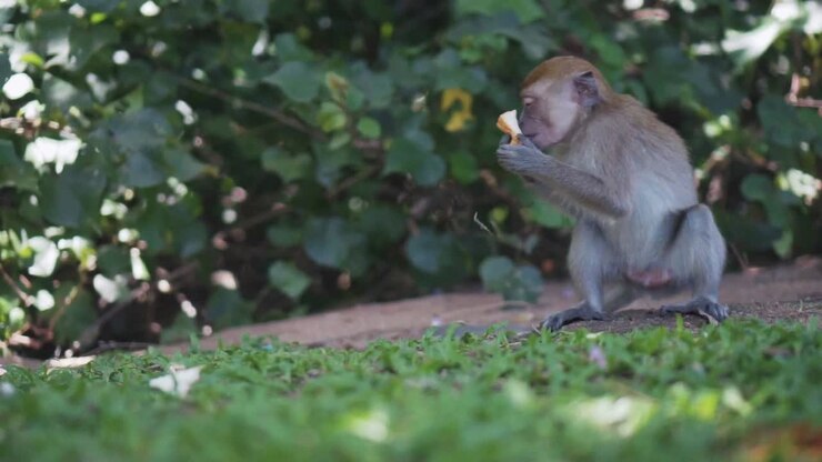 Small Monkey Taking A Piece Of Bread On The Grass
