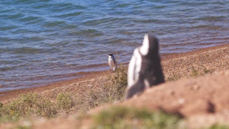 Konzentrieren-Sie-Sich-Auf-Den-Pinguin-Auf-Der-Klippe,-Der-Sich-Umschaut-Und-Sich-Sonnt,-Und-Verlagern-Sie-Den-Fokus-Auf-Den-Pinguin,-Der-Nach-Dem-Schwimmen-Aus-Dem-Wasser-Auftaucht