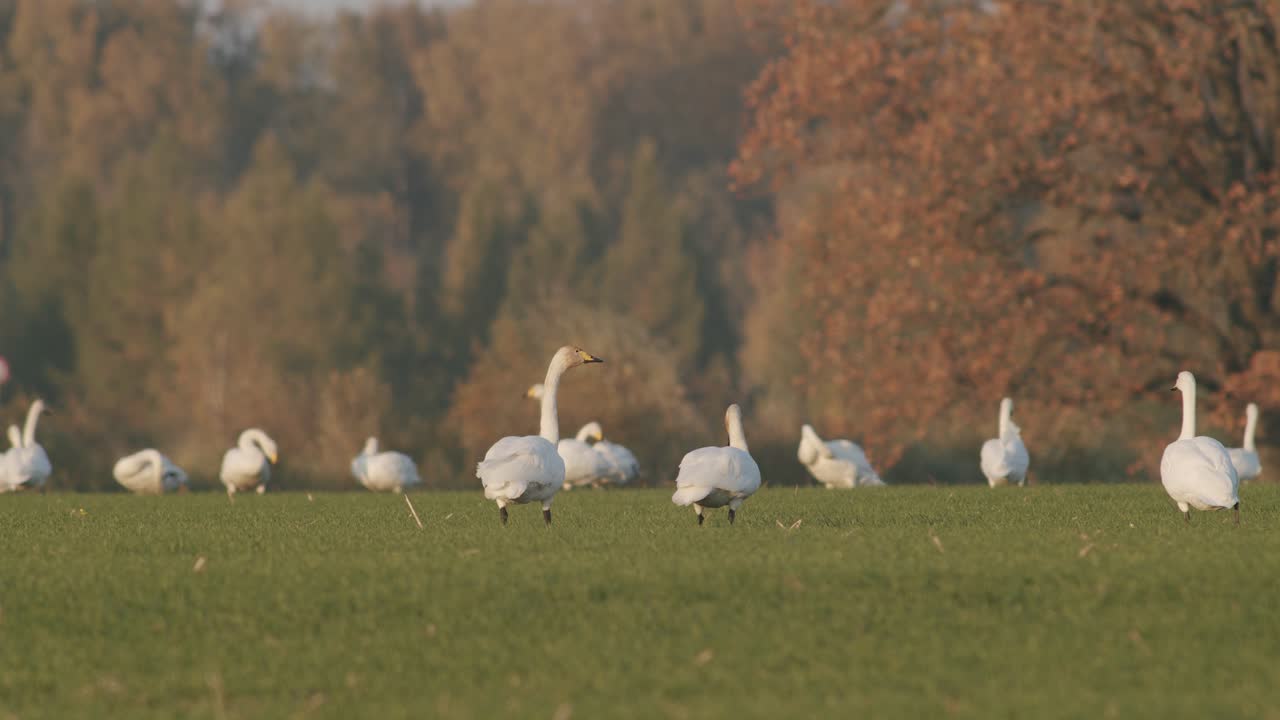 una bandada de cisnes cantores descansando en la pradera en el tiempo de migración iluminación de la hora dorada