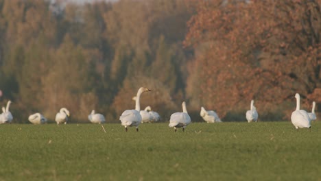 una bandada de cisnes cantores descansando en la pradera en el tiempo de migración iluminación de la hora dorada