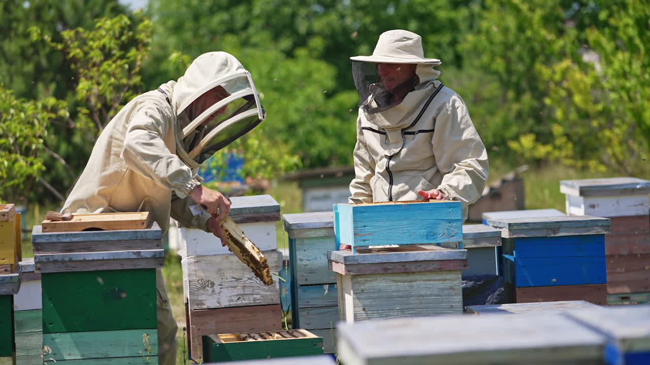 Adult apiculturists examining frame partially covered with bees. Swarm of bees flying around. Blurred nature backdrop.