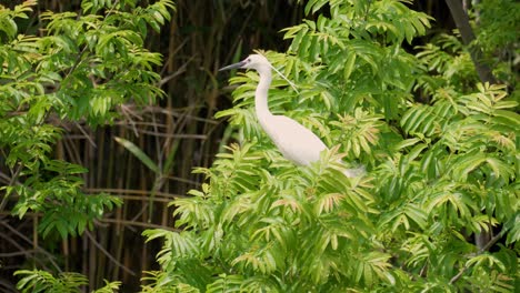 little egret perched on bamboo tree branches and take wing - slow-motion