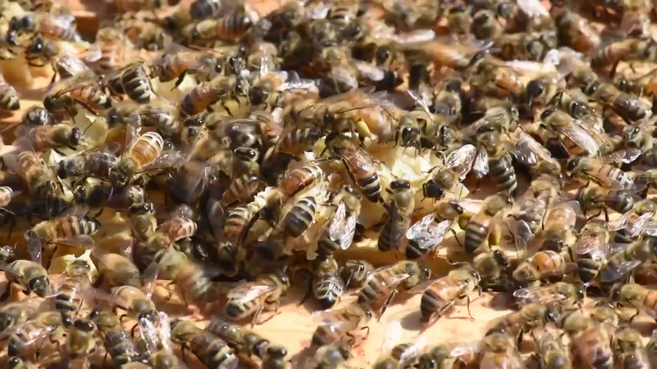 Honey Bees diligently work the hive to produce honey for a beekeeper.