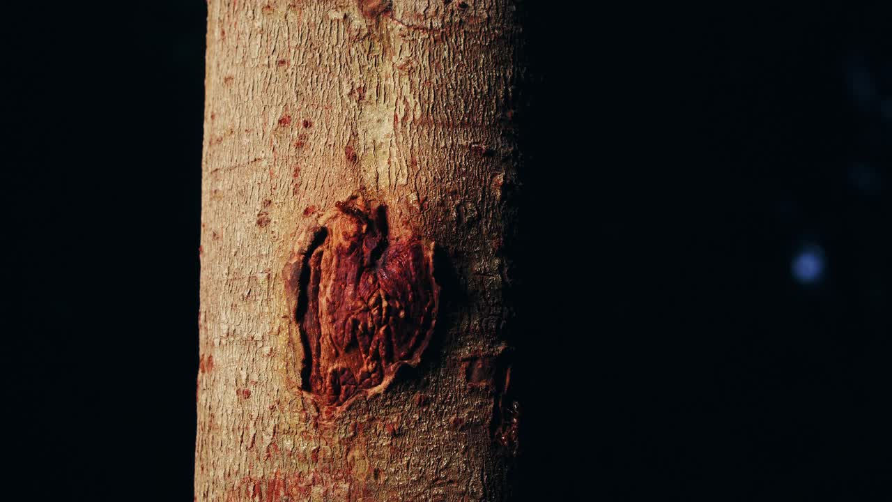 L'albero Tangarana con la sua protezione dalle aggressive formiche di fuoco che pattugliano il tronco e hanno una puntura molto dolorosa