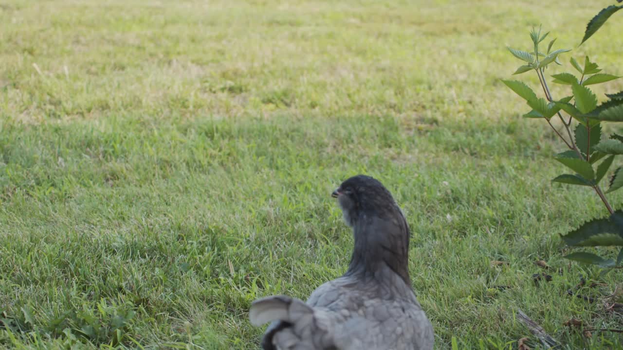 슬로우모션으로 야외에서 치킨으로 놀고 달리는 아이