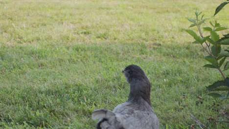 child playing and running by chicken outdoors in slowmotion