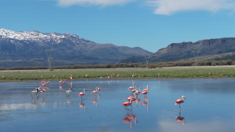 pink flamingos fly at reflected lake, aerial view in patagonia argentina, natural environment