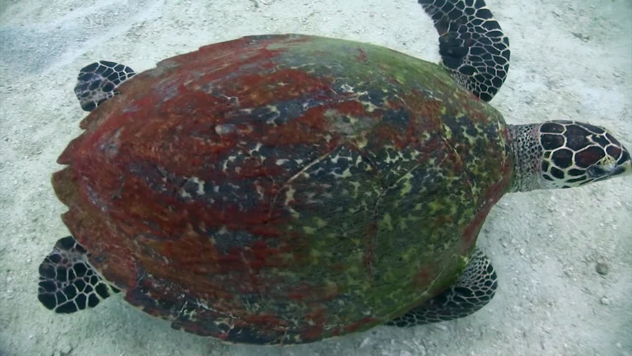 Turtle swim at Koh Tao-1