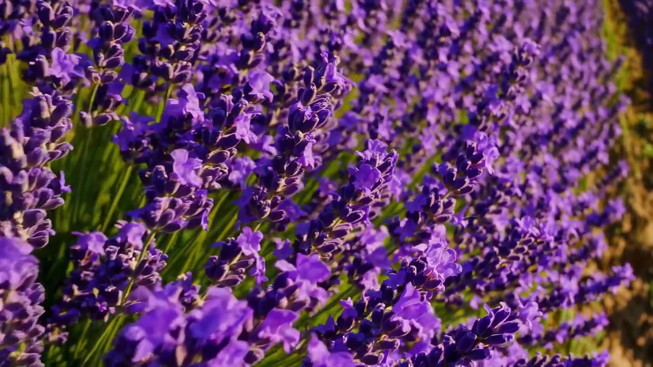 Vista dettagliata di fiori di lavanda viola in un campo fiorito