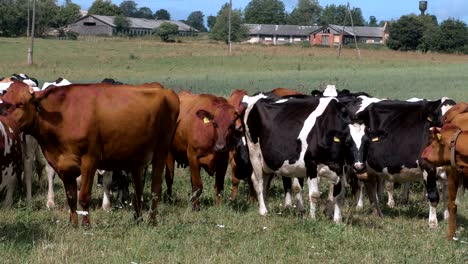 cows grazes on the lawn in summer