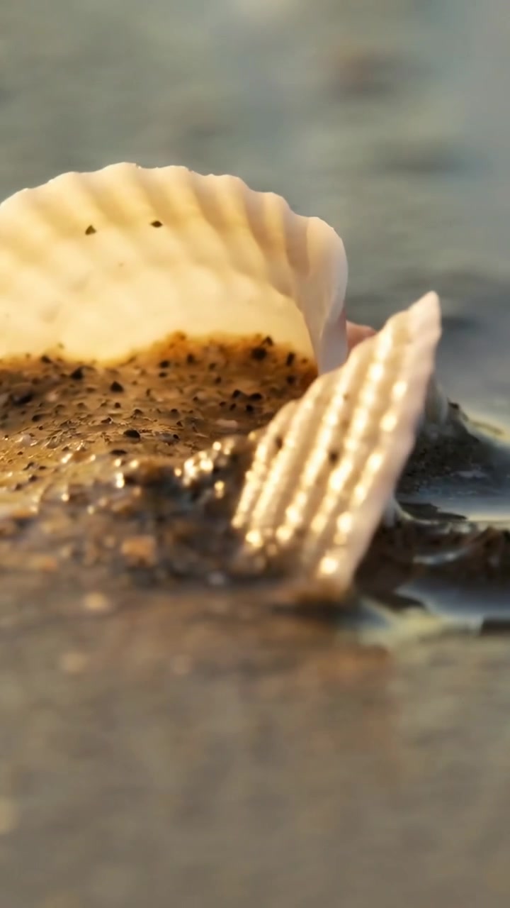 Vertical video: Advancing tide pulling sand at shoreline to expose two scallop shells with pink lip