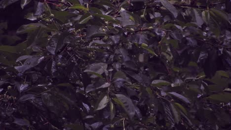 Heavy-rain-over-tall-green-trees