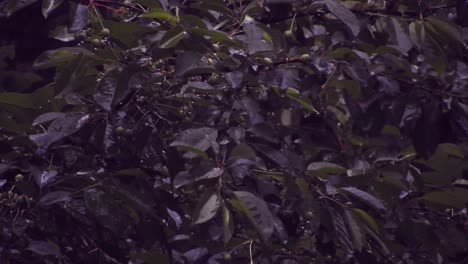 heavy rain over tall green trees