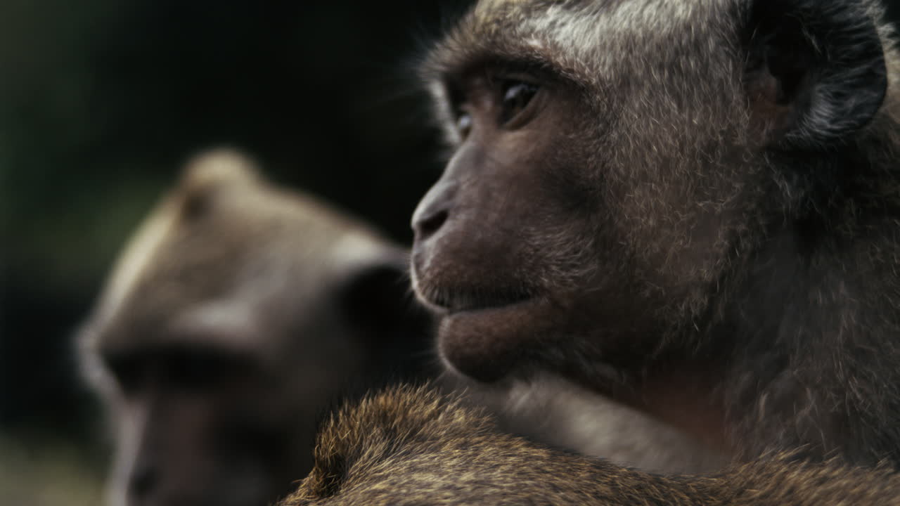 Monkey glances sideways in jungle, slow motion close up