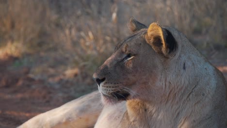 Lioness-lying-in-savannah-shade,-looking-into-distance,-close-up