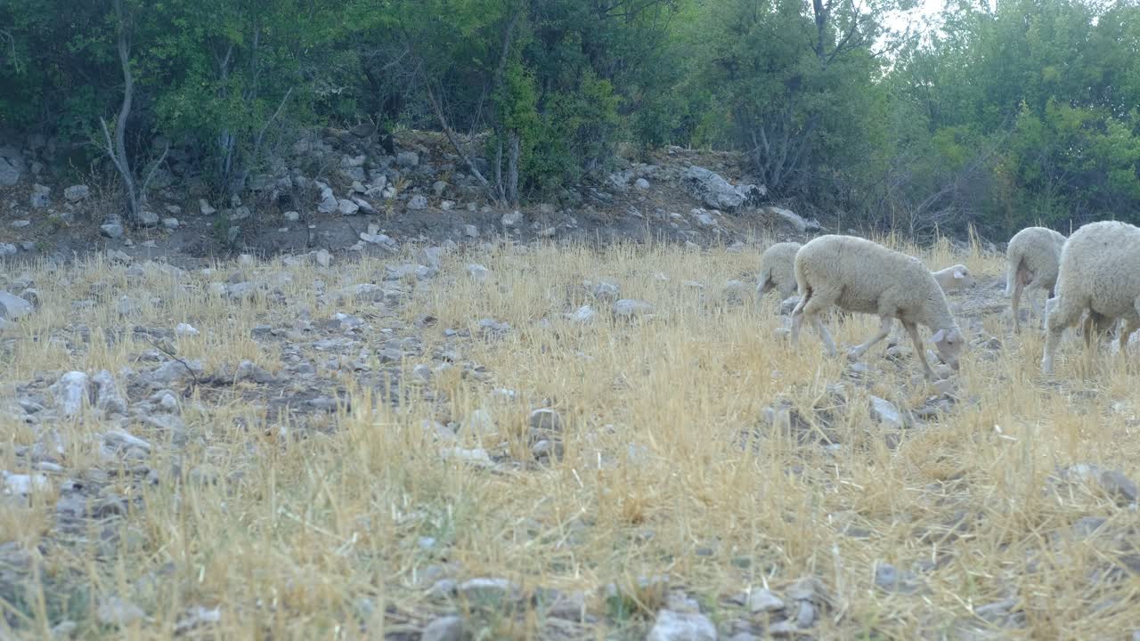 농업에서 사육하는 양들