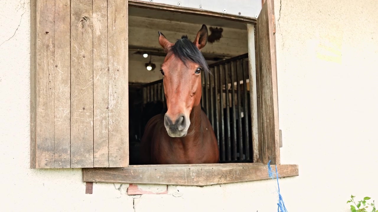 Horse looks out from a barn window while sunlight shines on the surrounding area during daytime hours